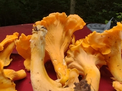 Cantharellus flavolateritius