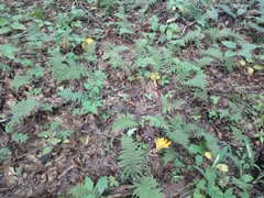 Cantharellus flavolateritius