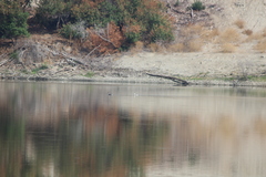 Aechmophorus clarkii