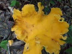 Cantharellus flavolateritius