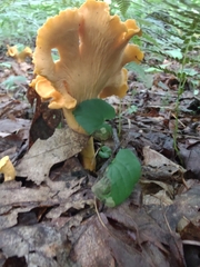 Cantharellus flavolateritius
