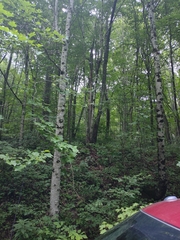 Cantharellus flavolateritius