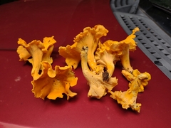 Cantharellus flavolateritius