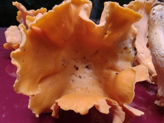 Cantharellus flavolateritius