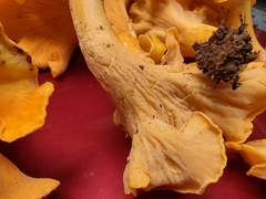 Cantharellus flavolateritius