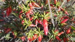 Stenanthera conostephioides