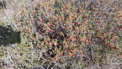 Stenanthera conostephioides