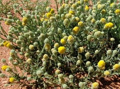 Calocephalus knappii