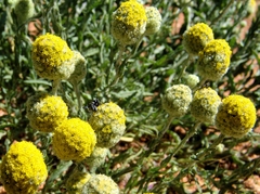 Calocephalus knappii