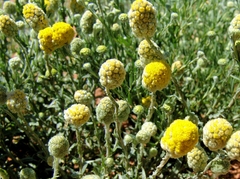 Calocephalus knappii