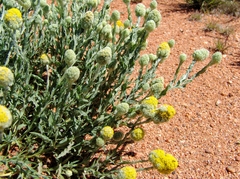 Calocephalus knappii