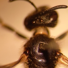 Lasioglossum pauxillum