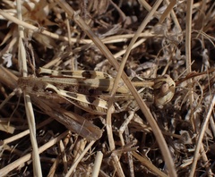 Dociostaurus maroccanus