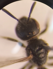 Lasioglossum pauxillum