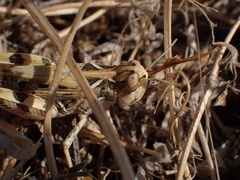Dociostaurus maroccanus