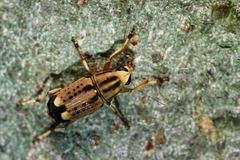 Corrhecerini