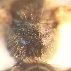 Lasioglossum pauxillum