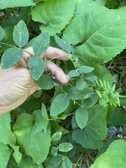 Lathyrus ochroleucus