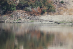 Aechmophorus clarkii