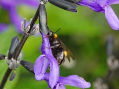 Bombus