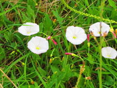 Convolvulus arvensis