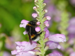 Bombus