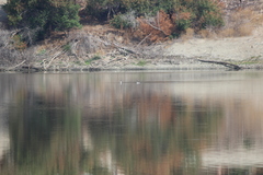 Aechmophorus clarkii