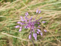 Allium carinatum
