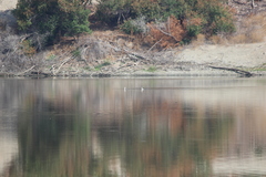 Aechmophorus clarkii