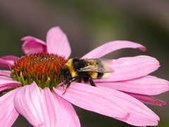 Bombus