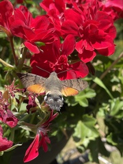 Macroglossum stellatarum