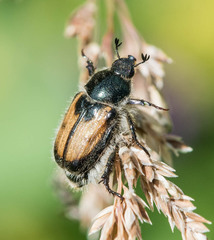 Anisoplia austriaca