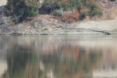 Aechmophorus clarkii