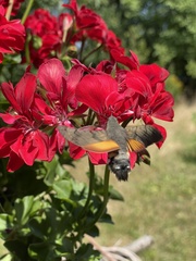 Macroglossum stellatarum