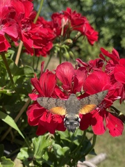 Macroglossum stellatarum