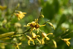 Anthocercis littorea