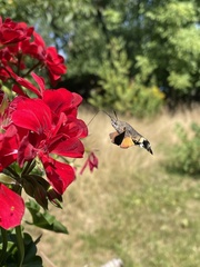 Macroglossum stellatarum