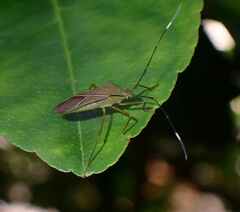 Heteroptera