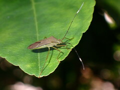 Heteroptera