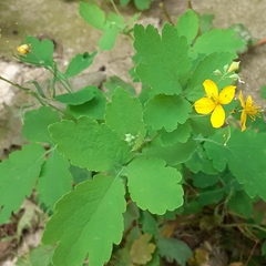 Chelidonium majus