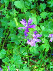 Malva sylvestris