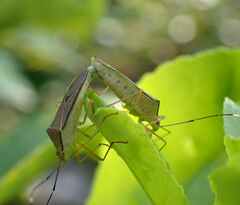 Heteroptera