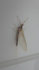 Ephemeridae