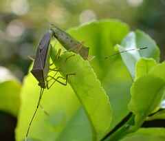 Heteroptera