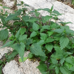 Urtica dioica