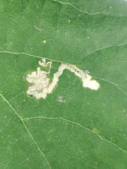 Stigmella tiliae