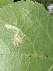 Stigmella tiliae