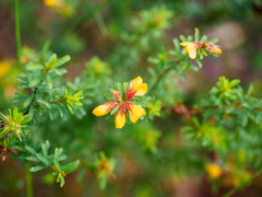 Pultenaea scabra