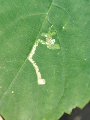 Stigmella tiliae