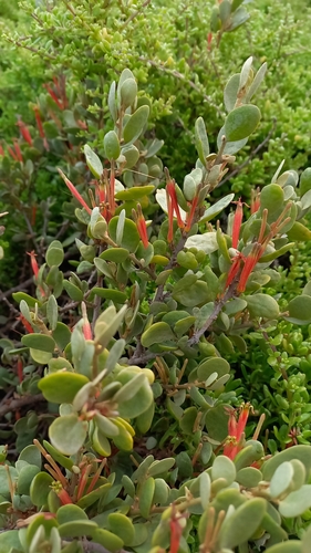 Image of Septulina glauca by (c) Ian Webb, some rights reserved (CC BY)